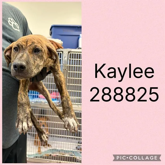 A baby small-sized female Mixed Breed dog named Kaylee for adoption in Macon, GA