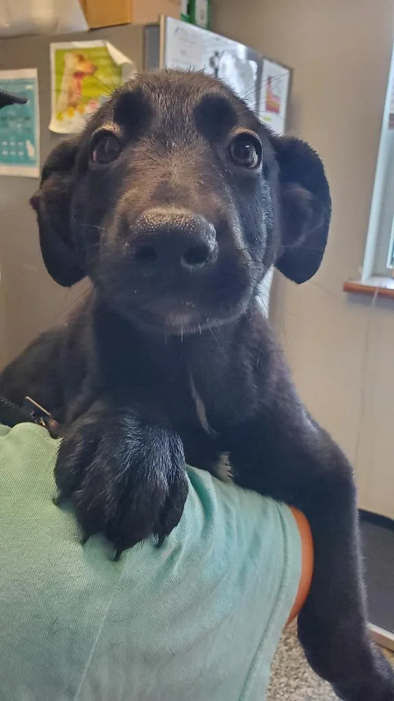 Licorice