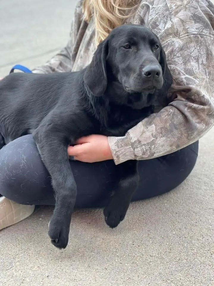 A young large-sized male Black Labrador Retriever dog named Oakley for adoption in Lincoln, NE