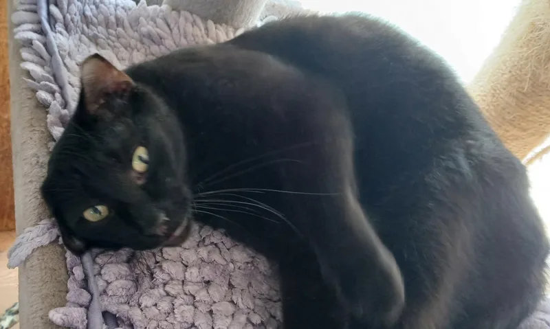 An adult large-sized male Black Domestic Short Hair cat named Jahan Yo for adoption in Satellite Beach, FL