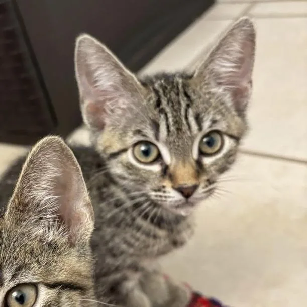 A baby small-sized male Brown / Chocolate Domestic Short Hair cat named Rajah for adoption in Williston, FL