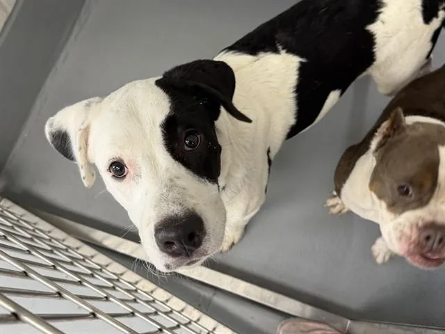 A young medium-sized male Border Collie dog named Rowan for adoption in Ocala, FL