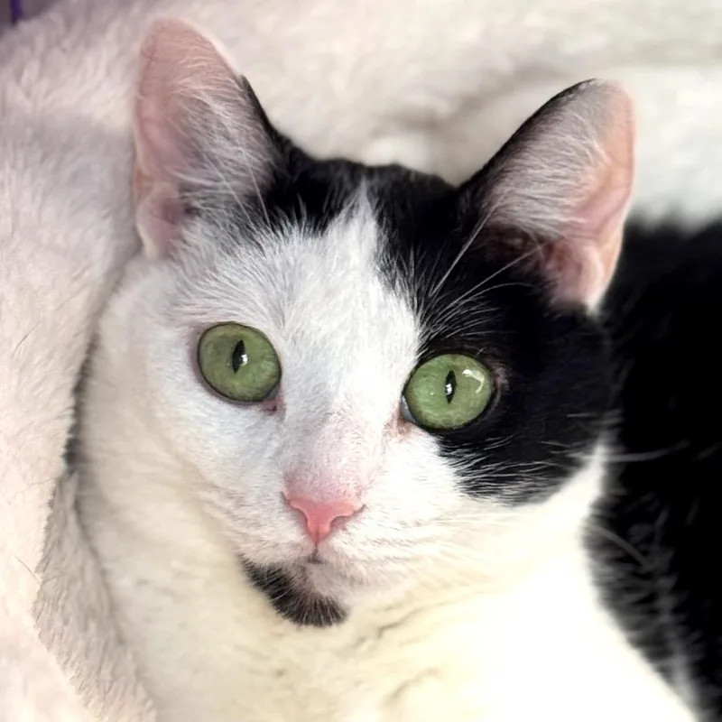 An adult medium-sized female White Domestic Short Hair cat named Phoebe for adoption in Salisbury, MA
