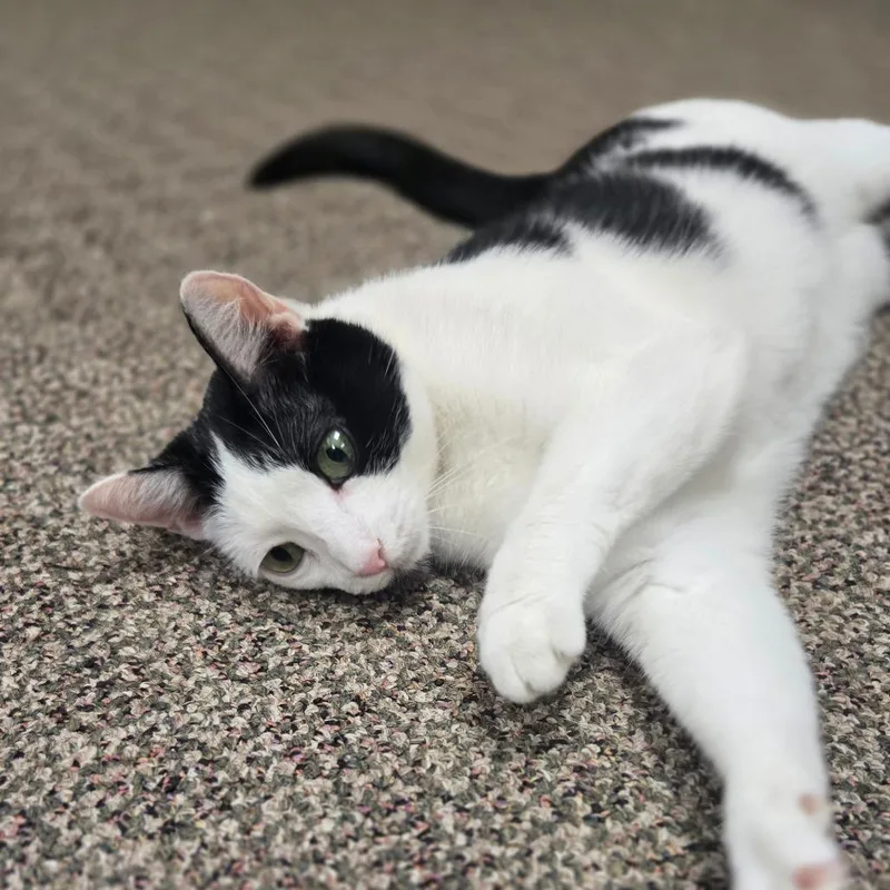 Phoebe thumbnail 2