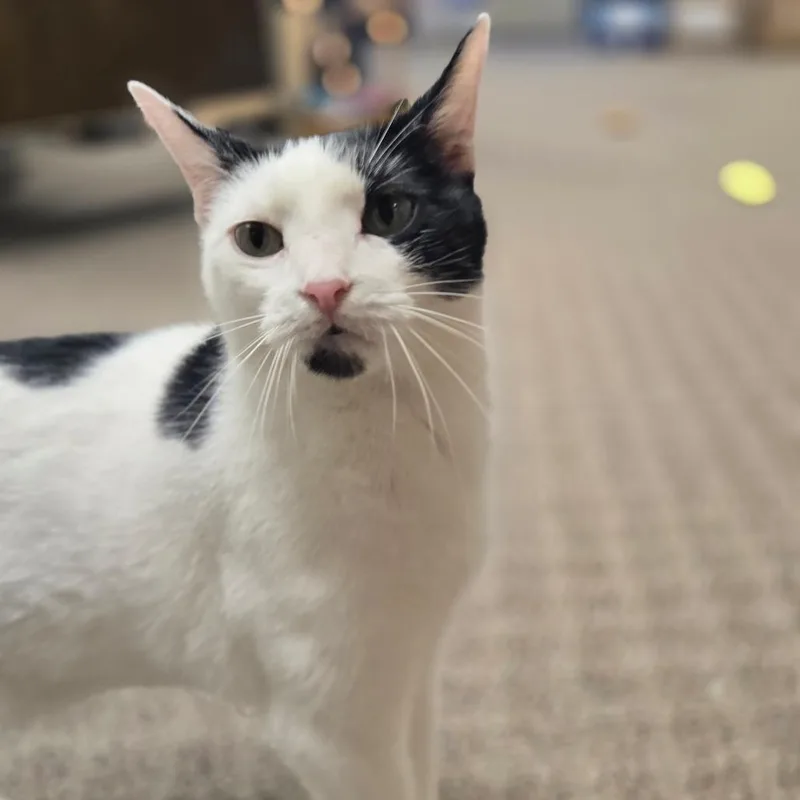 Phoebe thumbnail 4