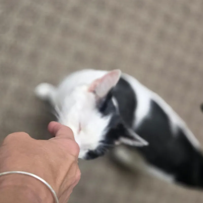 Phoebe thumbnail 5