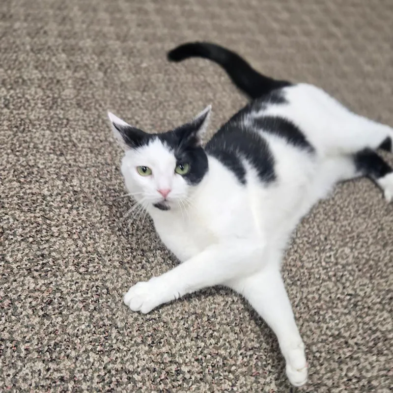 Phoebe thumbnail 6