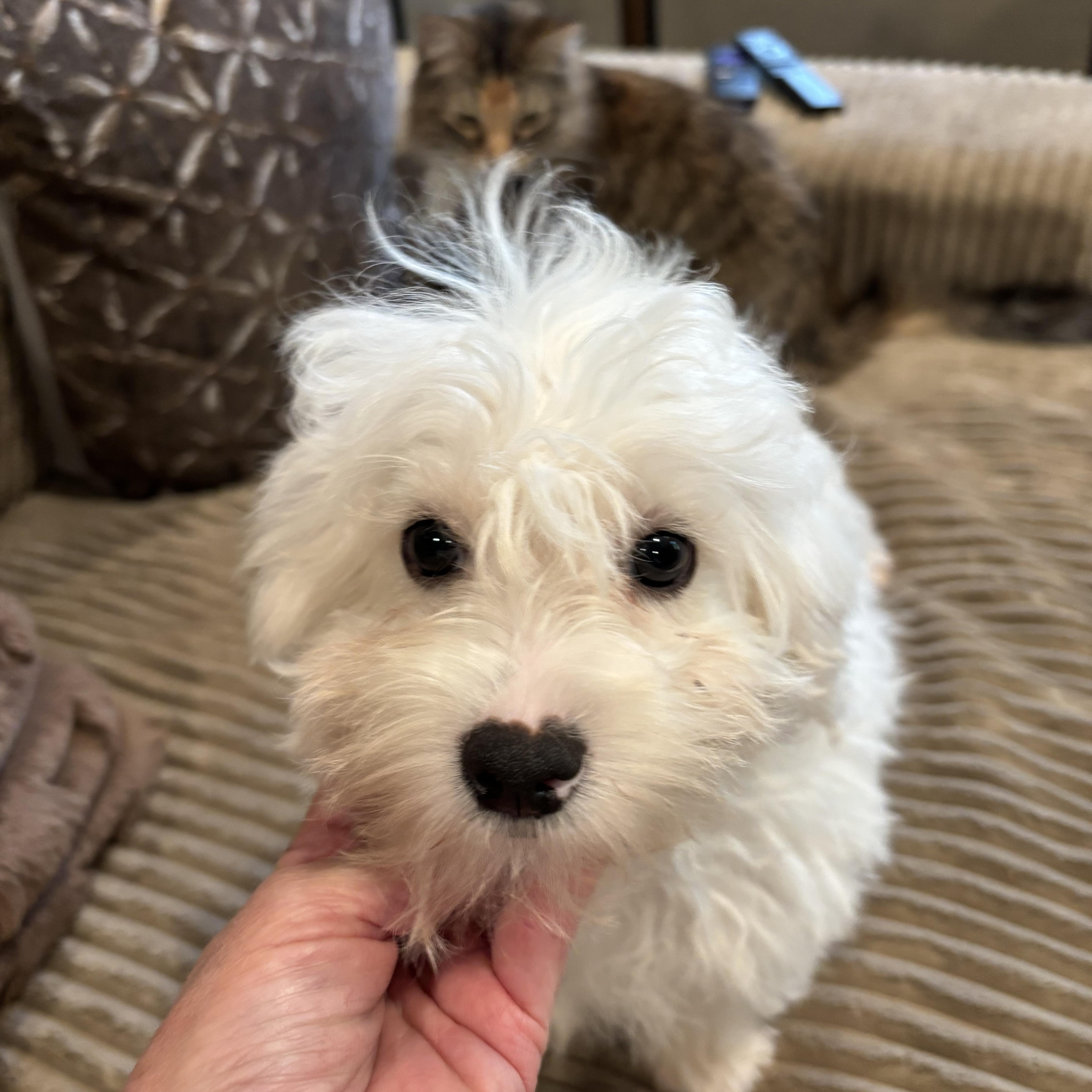 A baby small-sized male Maltese dog named Bailey for adoption in Rowlett, TX