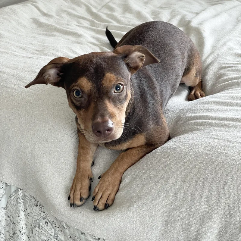A baby small-sized male Chiweenie dog named Perfect Chiclet for adoption in Burlington, NC