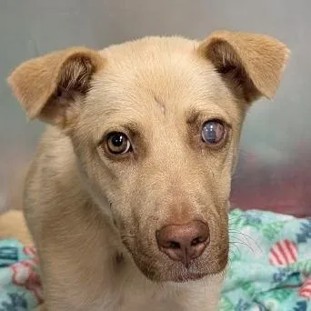 A young medium-sized female Yellow / Tan / Blond / Fawn Mixed Breed dog named Vivian for adoption in Greenville, SC
