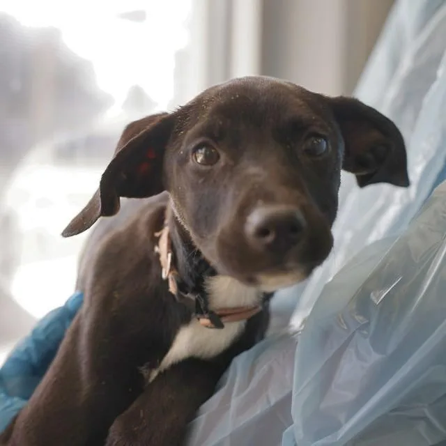 A baby small-sized female Labrador Retriever dog named A for adoption in San Antonio, TX