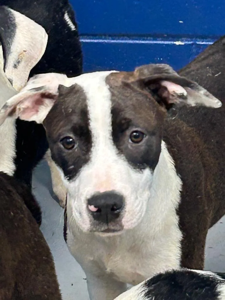 A baby medium-sized male Terrier dog named Draco for adoption in Hartsville, SC