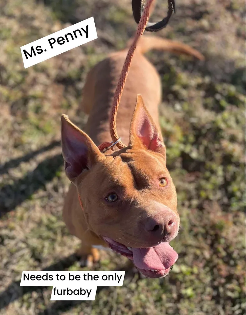 Penny