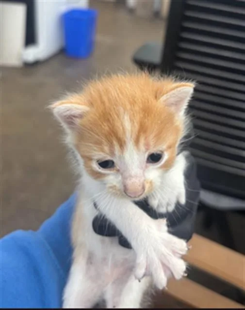 A baby medium-sized male Domestic Short Hair cat named Bonnie for adoption in Dallas, TX