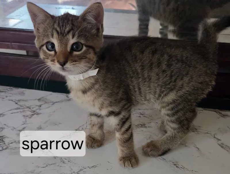 A baby small-sized male Tabby (Brown / Chocolate) Domestic Short Hair cat named Sparrow for adoption in Topsham, ME