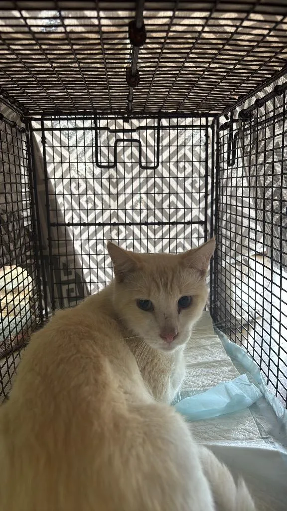 A young medium-sized male Siamese cat named Nelson Feral for adoption in New Braunfels, TX
