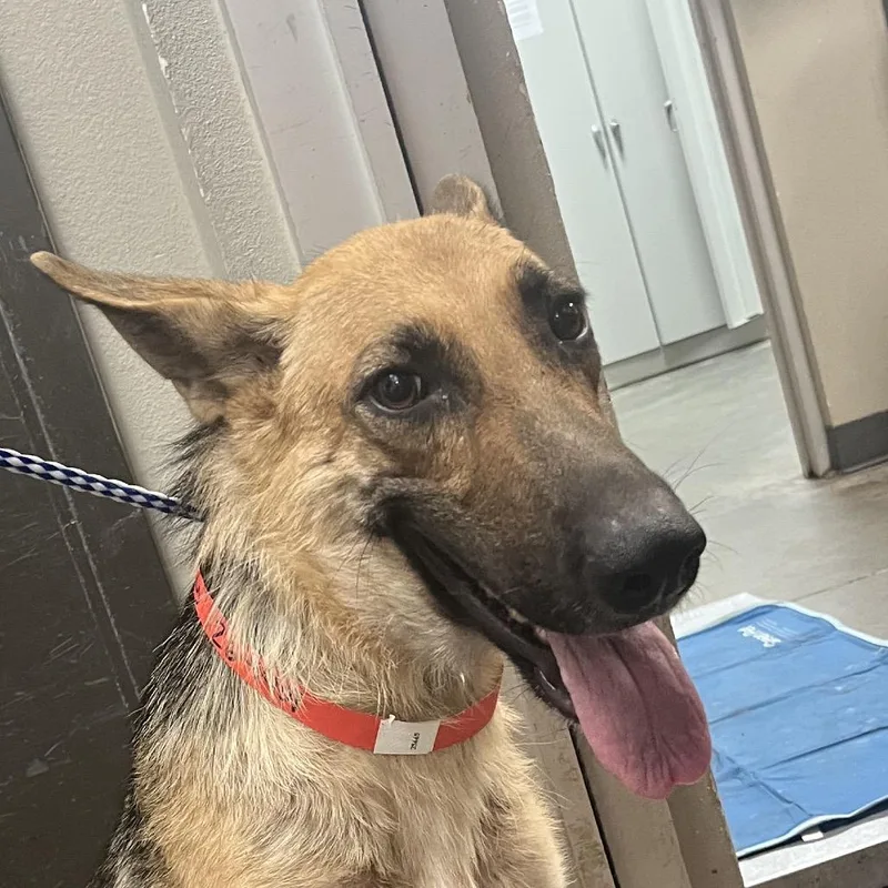 An adult medium-sized female German Shepherd Dog dog named Hannah for adoption in Yuma, AZ