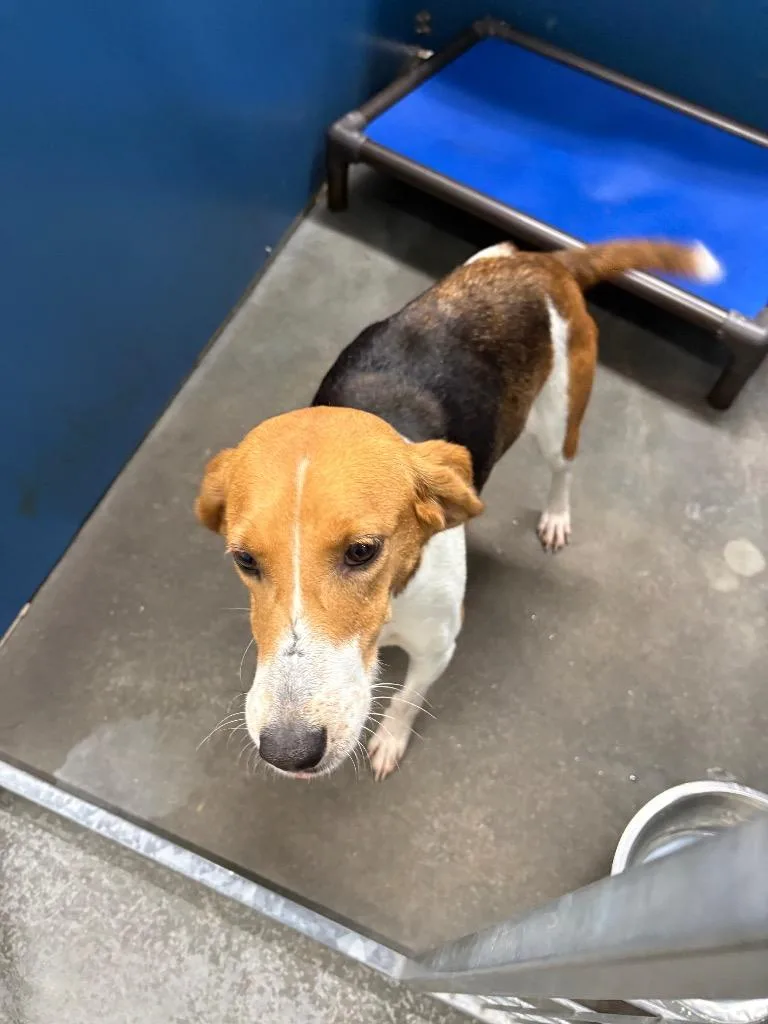A young large-sized female Hound dog named ChaCha for adoption in Henderson, NC