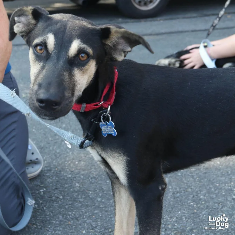 A baby large-sized female Shepherd dog named Fay for adoption in Washington, DC