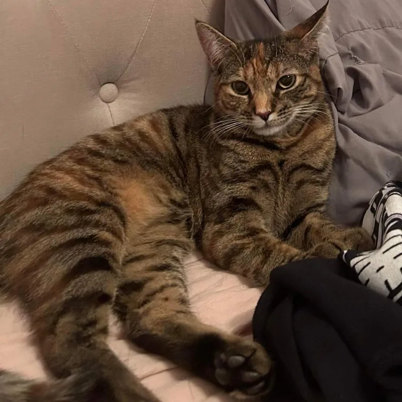 An adult small-sized female Brown / Chocolate Domestic Short Hair cat named Carrie for adoption in Howard beach, NY