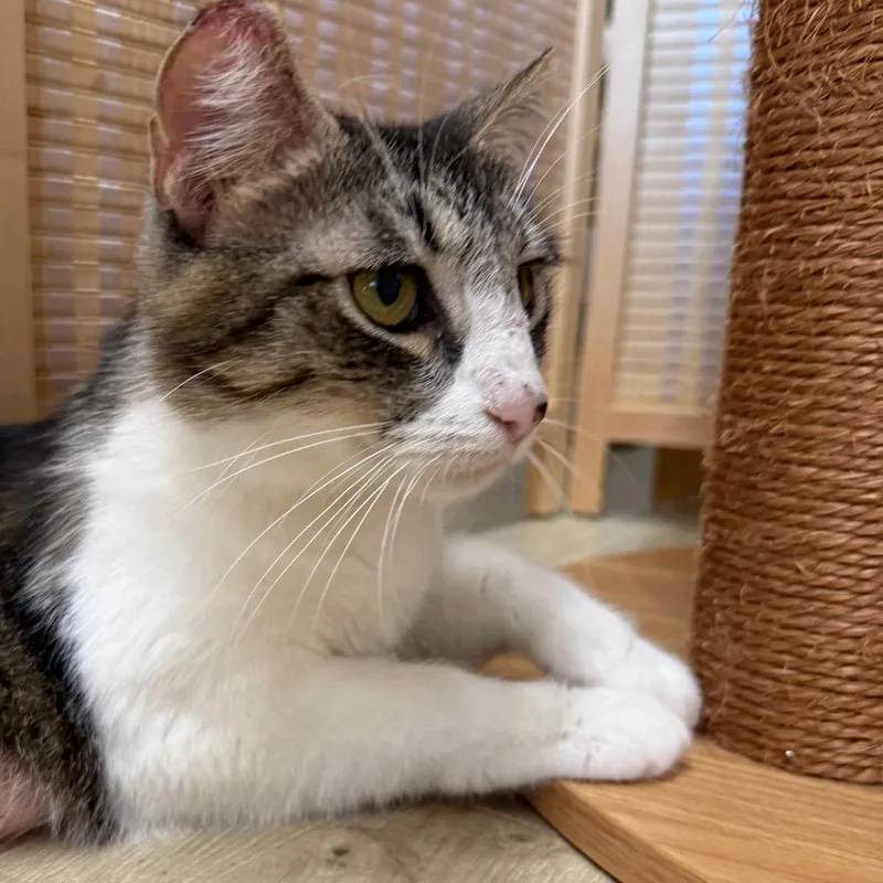 A young small-sized female Gray / Blue / Silver Domestic Short Hair cat named Bellamy for adoption in Tustin, CA