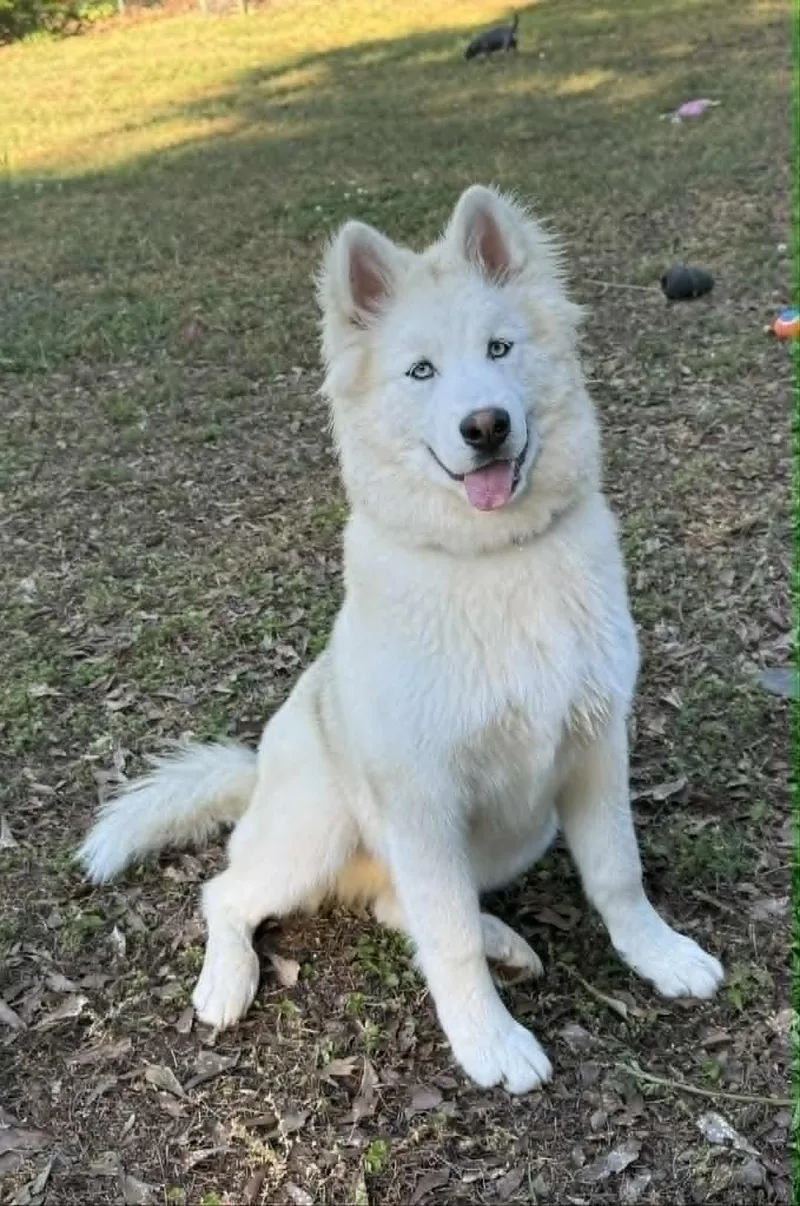 A baby large-sized male White / Cream Siberian Husky dog named Gunner for adoption in Smyrna, GA