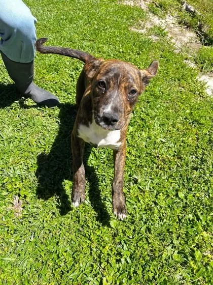 A baby large-sized male Mixed Breed dog named Everest for adoption in Covington, LA