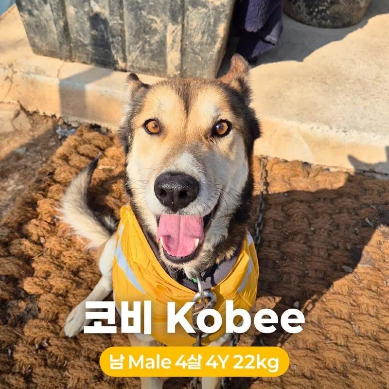 Kobee Hw+ thumbnail 2