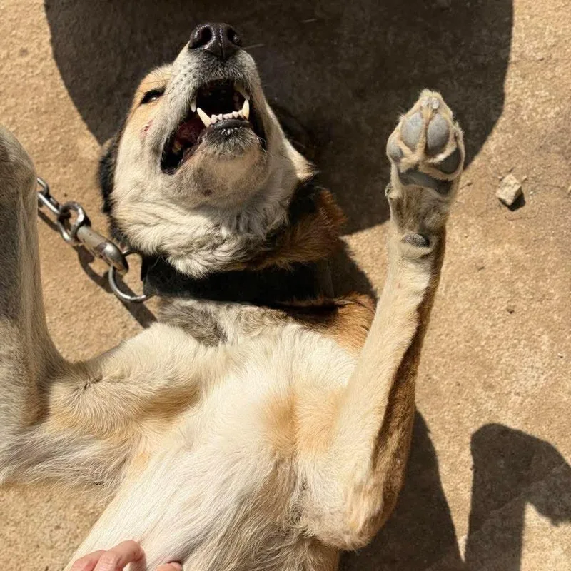 Kobee Hw+ thumbnail 3