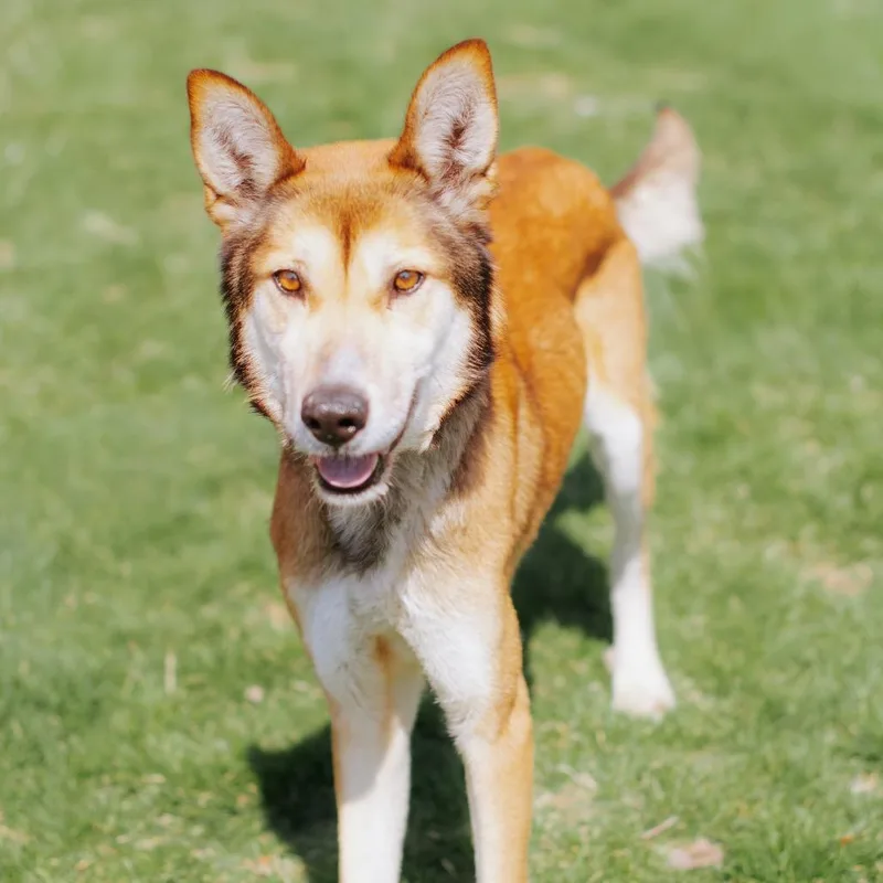 Kobee Hw+ thumbnail 4