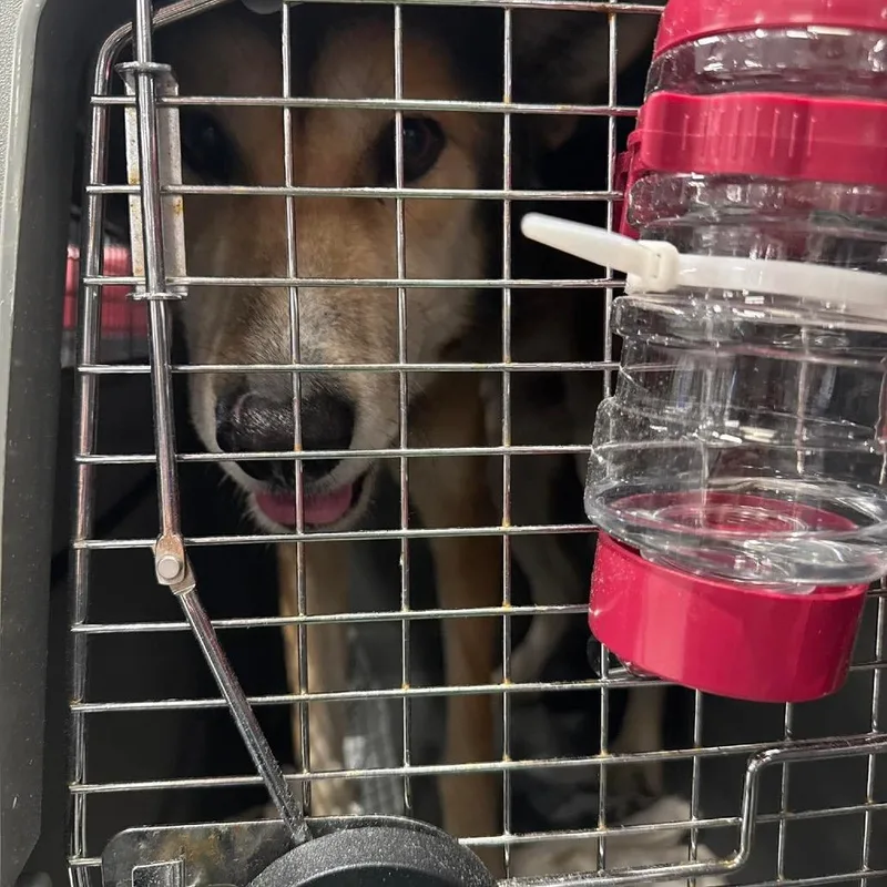 Kobee Hw+ thumbnail 5