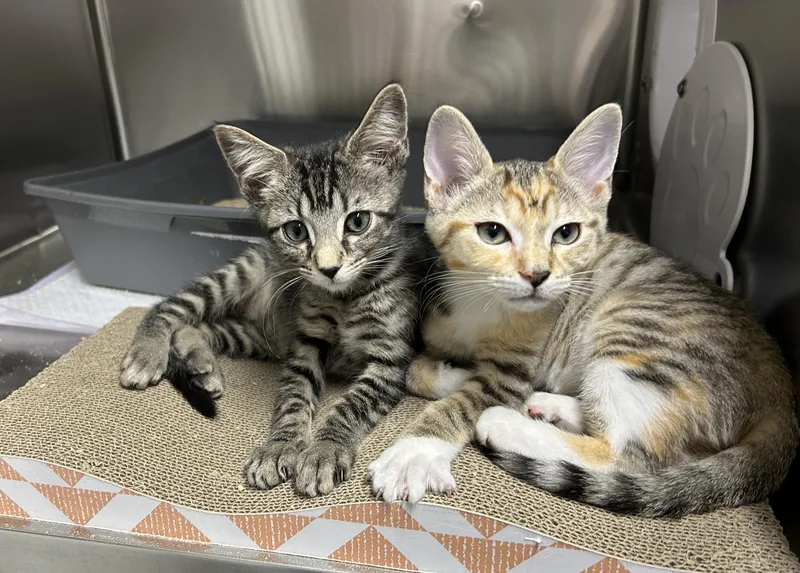 A baby medium-sized female Tabby (Gray / Blue / Silver) Domestic Short Hair cat named Cello and Bongo for adoption in Waltham, MA