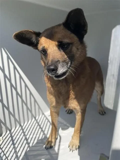 An adult medium-sized male German Shepherd Dog dog named A for adoption in Houston, TX