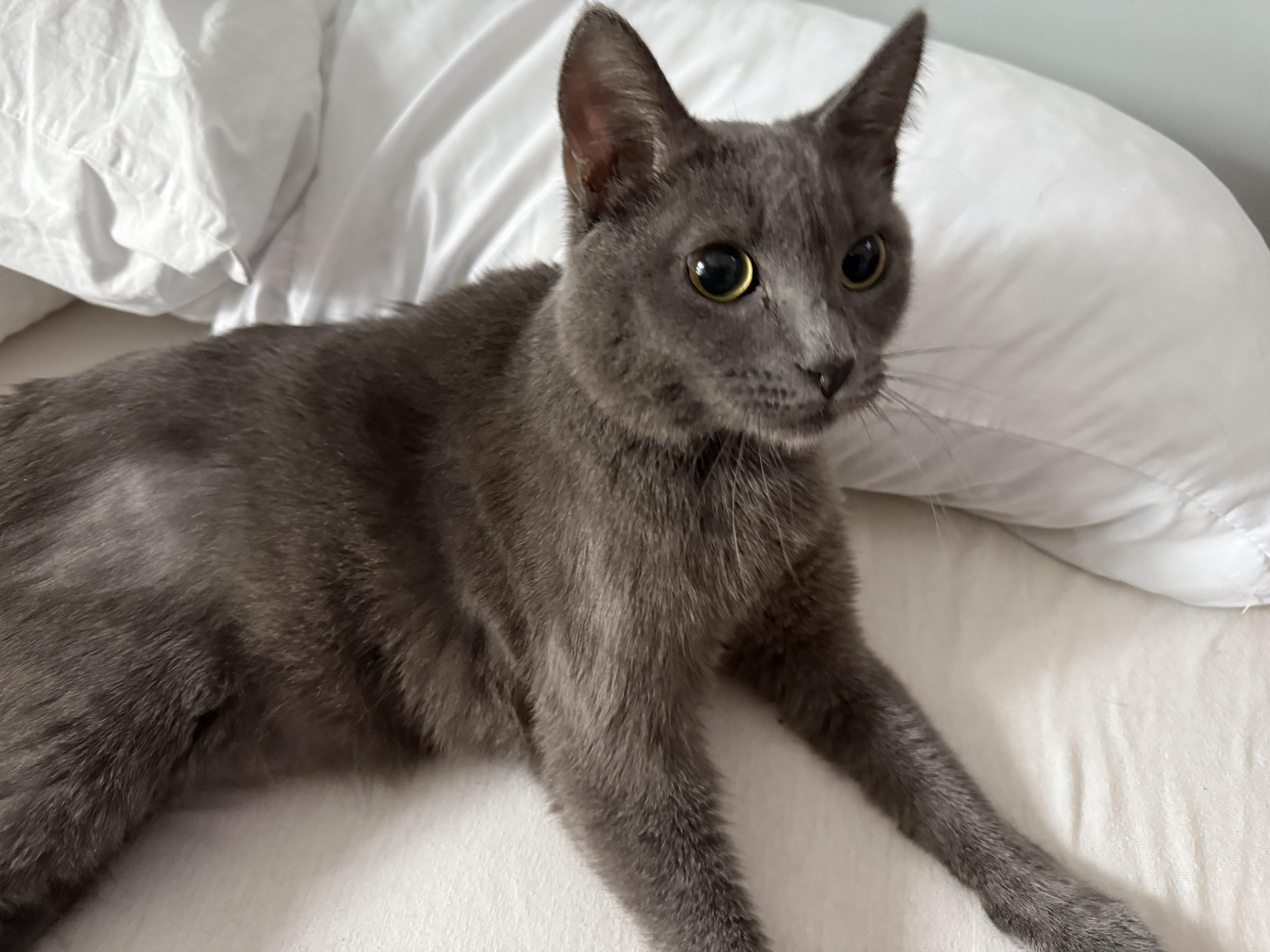 Gromit Aka Grumpy thumbnail 2