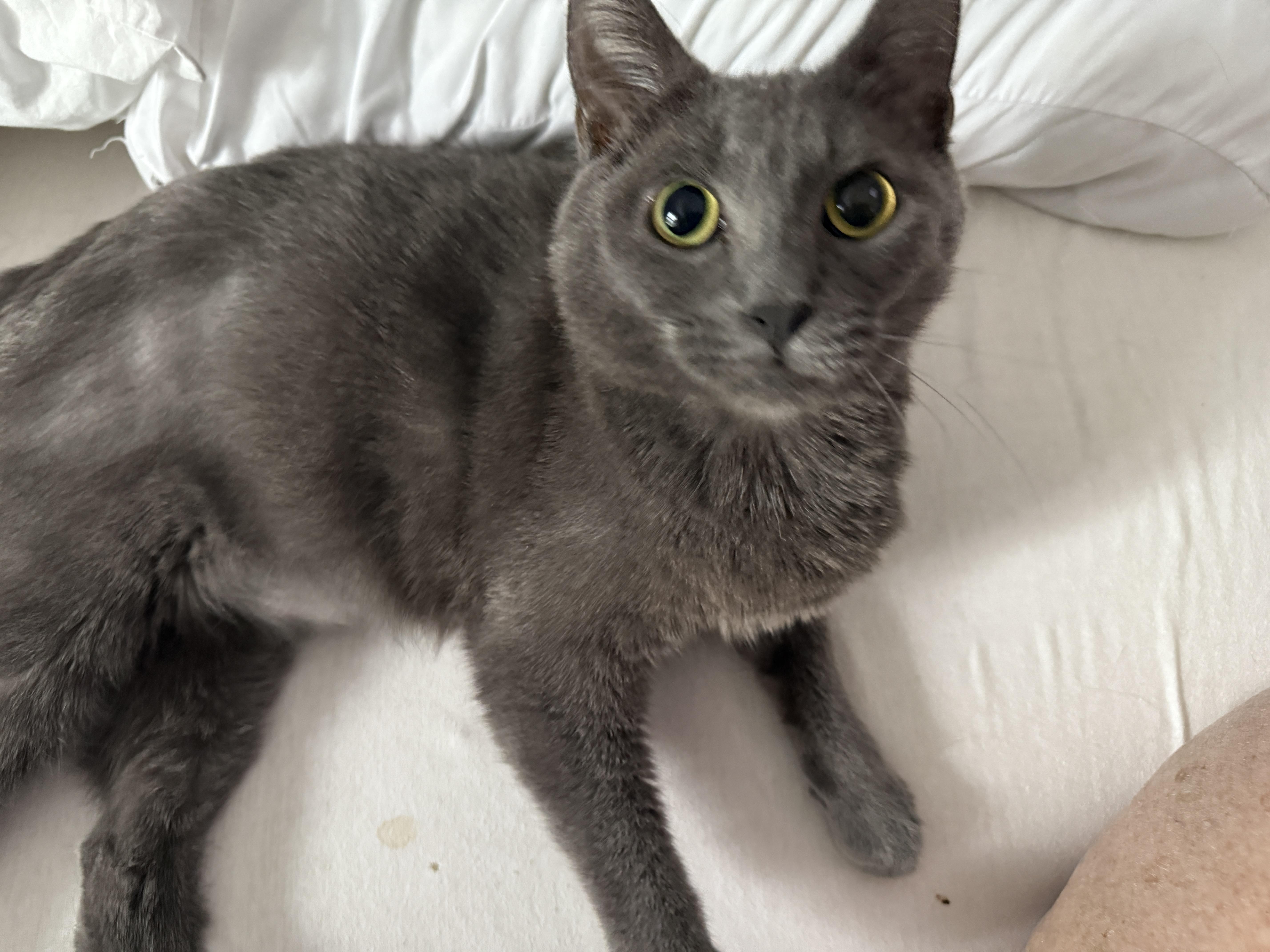 Gromit Aka Grumpy thumbnail 3