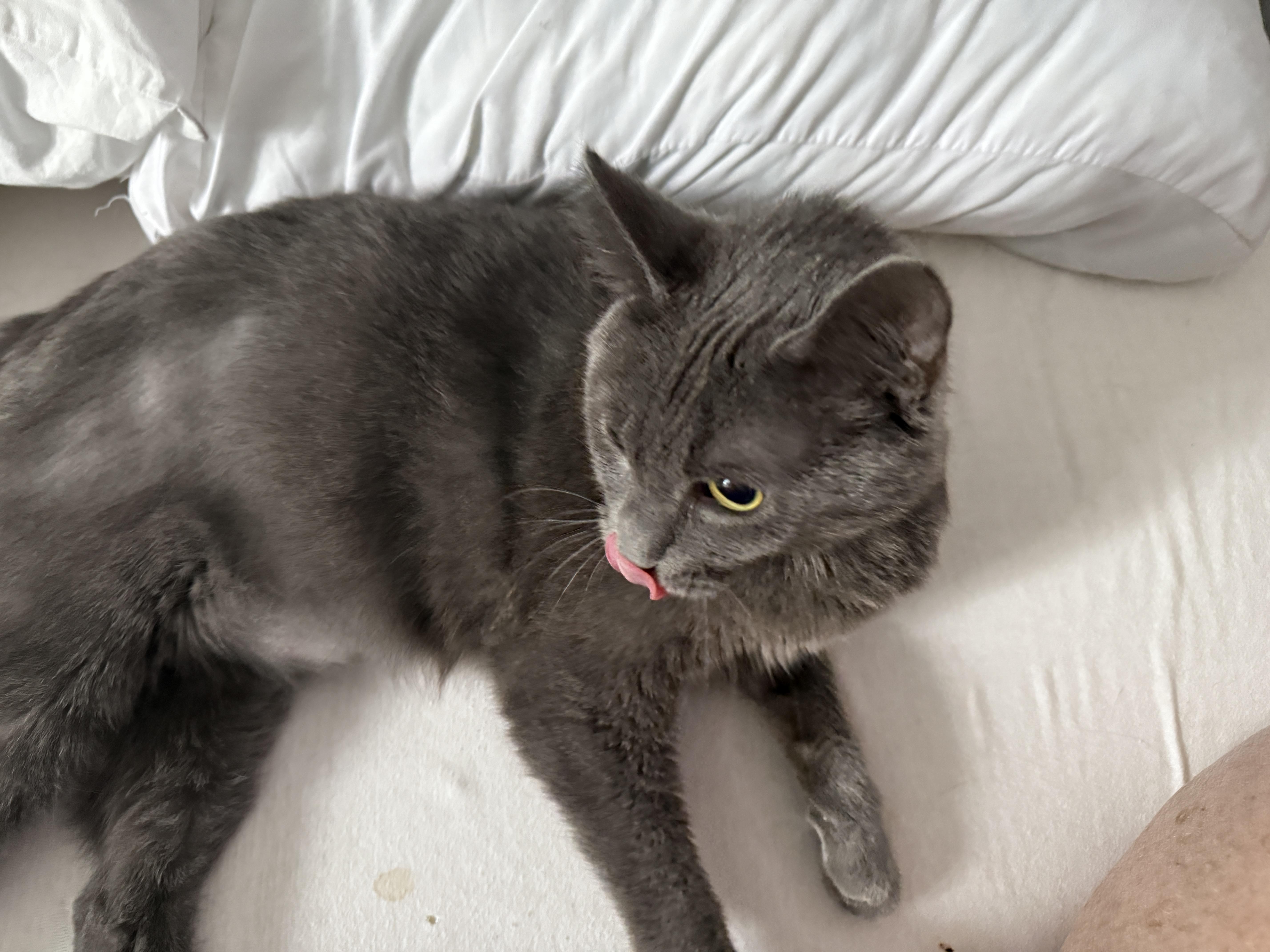 Gromit Aka Grumpy thumbnail 5