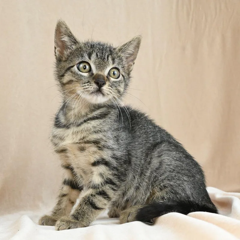 A baby small-sized female Brown / Chocolate Domestic Short Hair cat named Enana for adoption in Mobile, AL