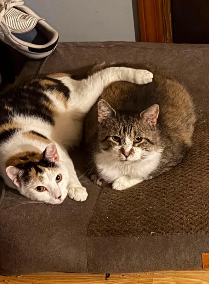 An adult medium-sized male Calico Domestic Short Hair cat named Creepy Zachary & Crazy for adoption in Berkeley Springs, WV