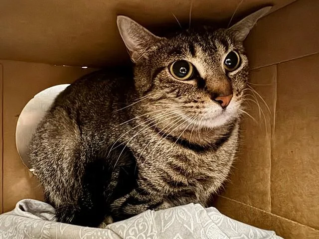 An adult large-sized female Domestic Short Hair cat named Peanut for adoption in Saint Louis, MO