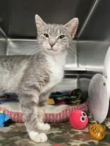 An adult medium-sized female Tabby (Gray / Blue / Silver) Domestic Short Hair cat named Cassopeia for adoption in Manitowoc, WI