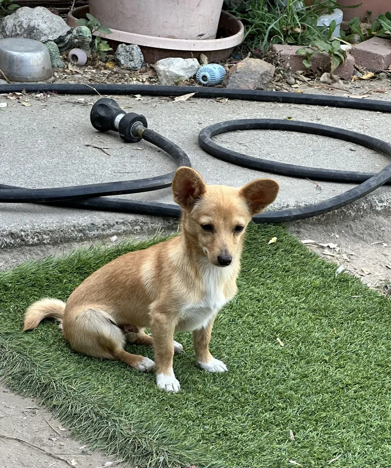 A young small-sized male Yellow / Tan / Blond / Fawn Chihuahua dog named Pine for adoption in San Jose, CA