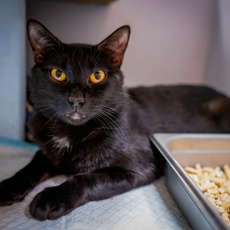 A young large-sized male Black Domestic Short Hair cat named Hex for adoption in HANSON, MA