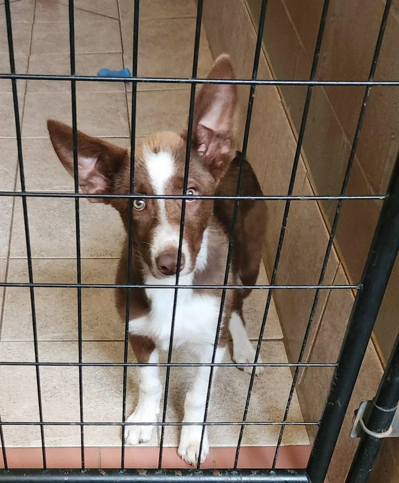 A young medium-sized male Border Collie dog named Scout for adoption in Clinton, OK