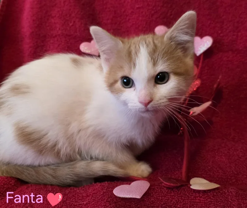 A young medium-sized female Orange & White Domestic Short Hair cat named Fanta for adoption in Merrillville, IN