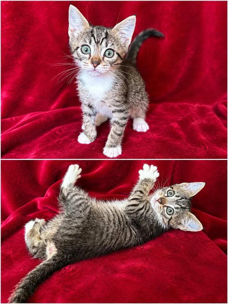 A baby medium-sized male Tabby (Brown / Chocolate) Domestic Medium Hair cat named Brad for adoption in Aberdeen, NC