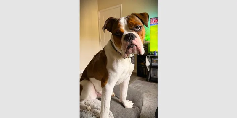 A young medium-sized male Boxer dog named Murphy V for adoption in Hewitt, TX
