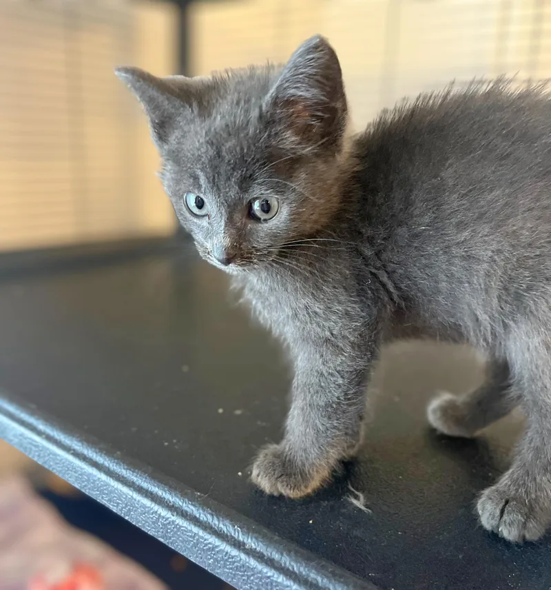 A baby medium-sized female Gray / Blue / Silver Domestic Short Hair cat named Taurus for adoption in Seville, OH