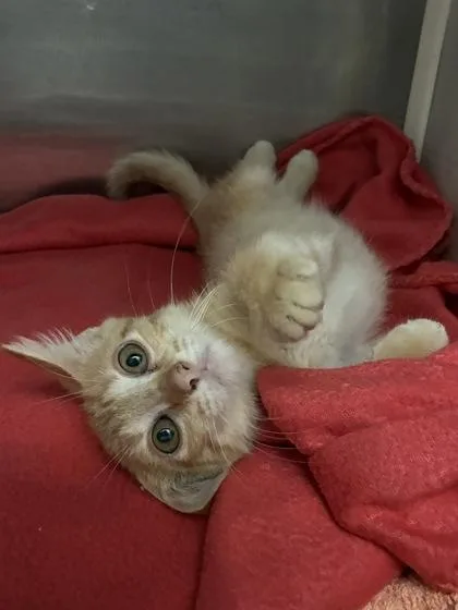 A baby small-sized male Domestic Short Hair cat named Mango for adoption in New Orleans, LA
