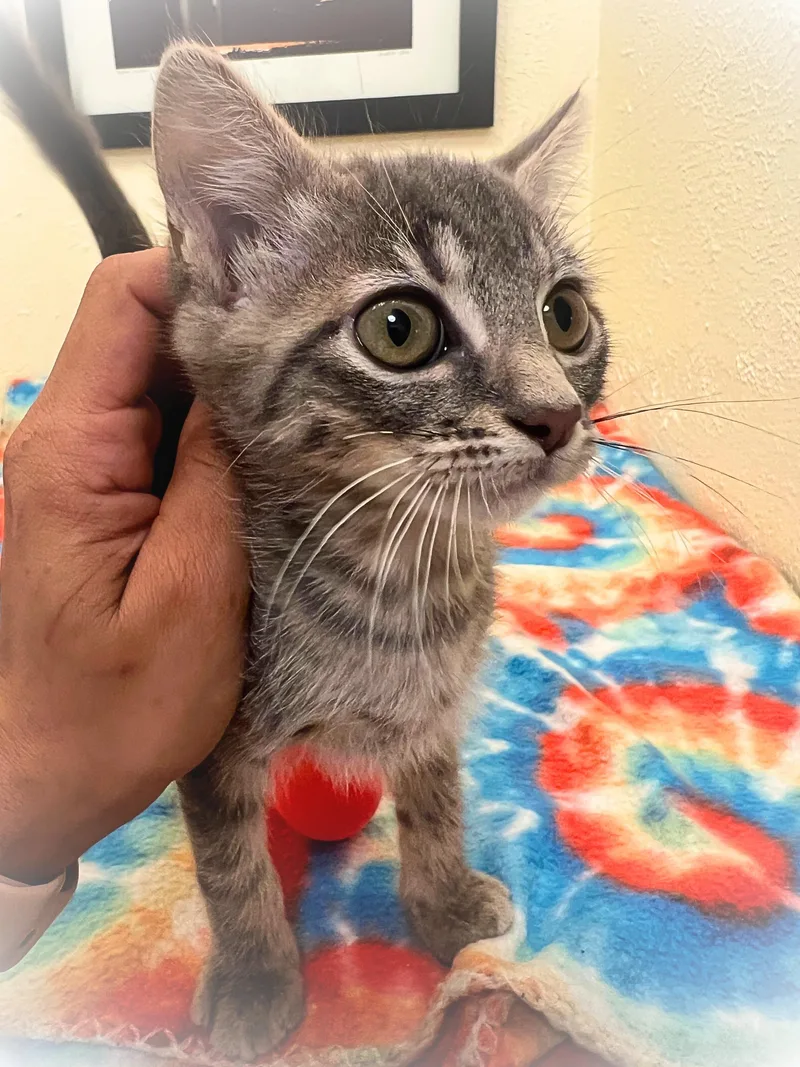 A baby small-sized female Tabby cat named Tina Dynamite for adoption in The Dalles, OR