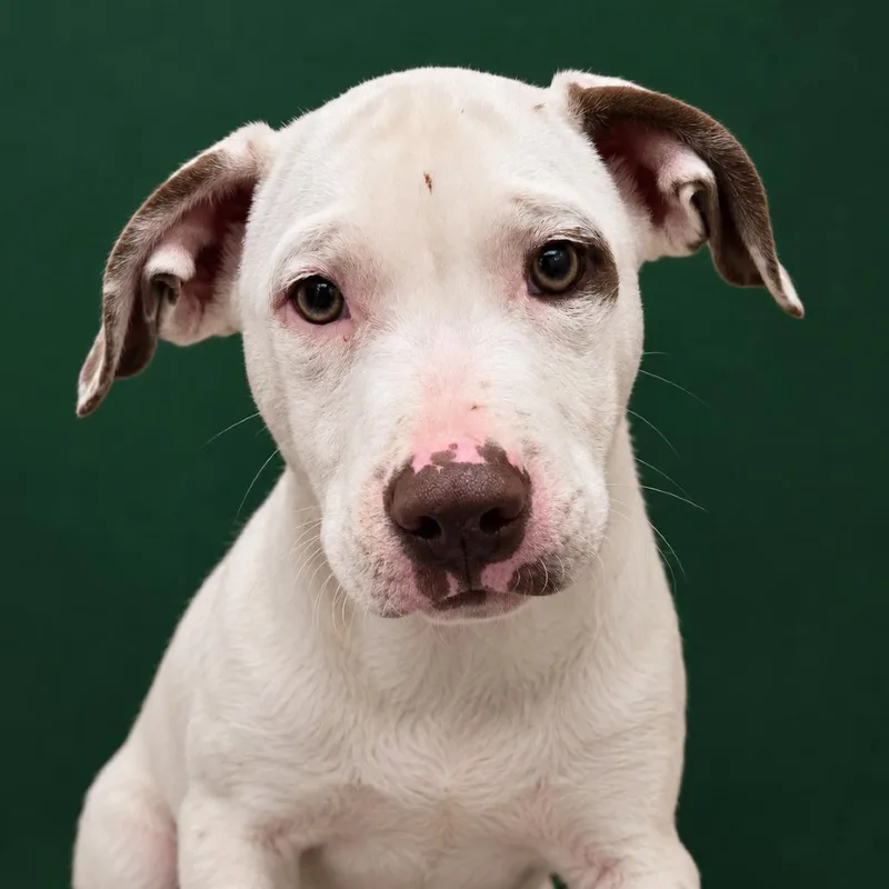 A baby small-sized male White / Cream Pit Bull Terrier dog named Casper for adoption in Concord, NC